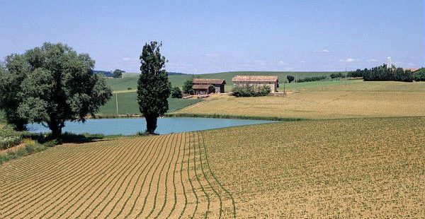 Soja : Vers les 250 000 hectares en France pour 2025 ?