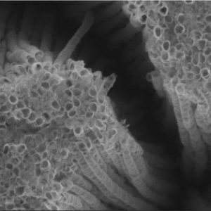 Pourquoi l’étiquetage des produits alimentaires contenant des nanomatériaux est devenu obligatoire !