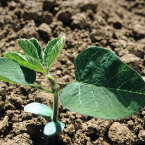 OGM : Progression des surfaces cultivées, mais un déséquilibre toujours marqué