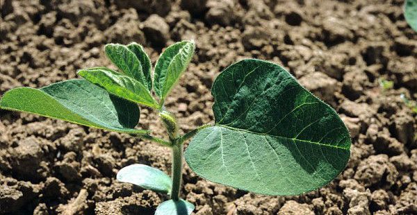 OGM : Progression des surfaces cultivées, mais un déséquilibre toujours marqué