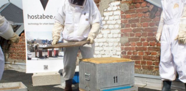 Une ruche connectée pour veiller sur les colonies d’abeilles