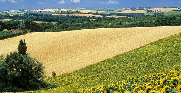 Le génome du tournesol révèle l’orchestration des gènes impliqués dans la production d’huile et la floraison