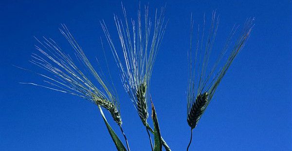 Les variétés de blés anciens remplaceront-elles les variétés sélectionnées récemment en agro-écologie ?
