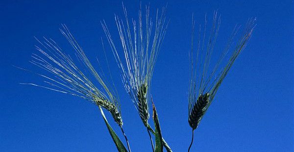 Quelles stratégies pour stabiliser le climat tout en assurant la sécurité alimentaire ?