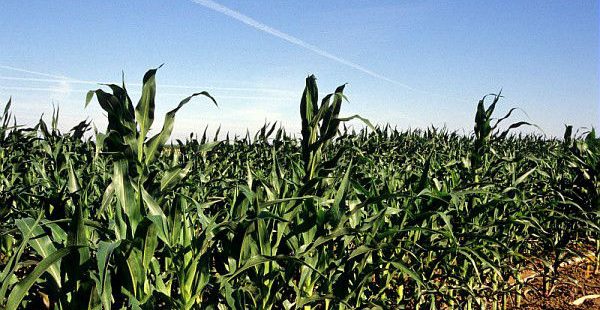 Adaptation au changement climatique du maïs : exploiter la diversité génétique du maïs pour augmenter les rendements