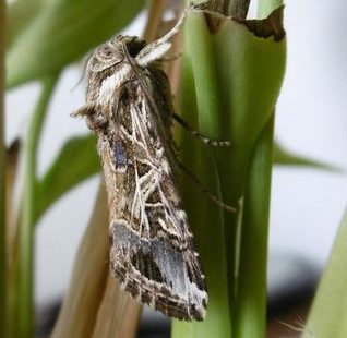 Le flair d’un papillon ravageur passé au crible !