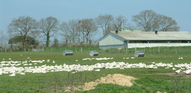 Influenza aviaire : Deux arrêtés pour renforcer les mesures de sécurité