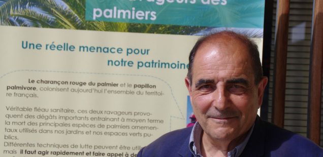 « Le charançon rouge du palmier: une nouvelle espèce protégée ? », par Hervé Pietra