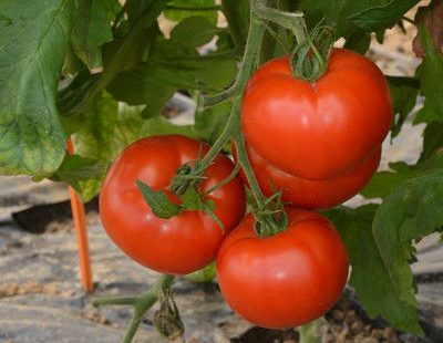 Deux nouvelles variétés de tomates pensées pour le marché local