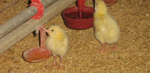 Plus les poules ont de pépins… moins en ont leurs poussins !