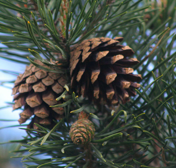800pxPine_cones__Scots_Pine AGRICULTURE ET NOUVELLES TECHNOLOGIES