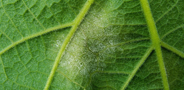 Peut-on se passer du cuivre en protection des cultures biologiques ?