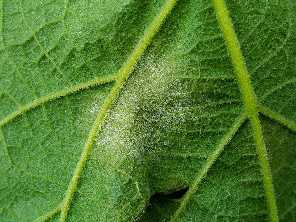 Peuton se passer du cuivre en protection des cultures biologiques ? AGRICULTURE ET NOUVELLES