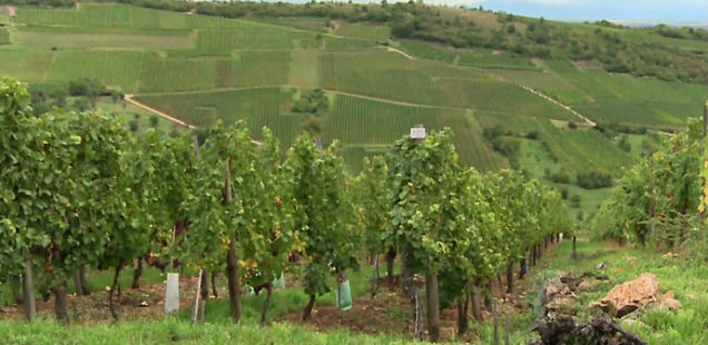 Lancement de quatre nouveaux cépages résistants aux maladies de la vignes