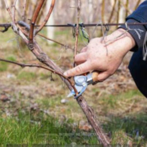R2T2 : Un projet de robot à 3 millions d’euros pour soulager les viticulteurs