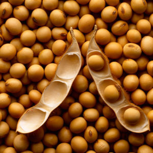 17 Oct 2000 --- A mature open soybean pod resting on a bed of mature harvested soybeans. --- Image by © Corbis