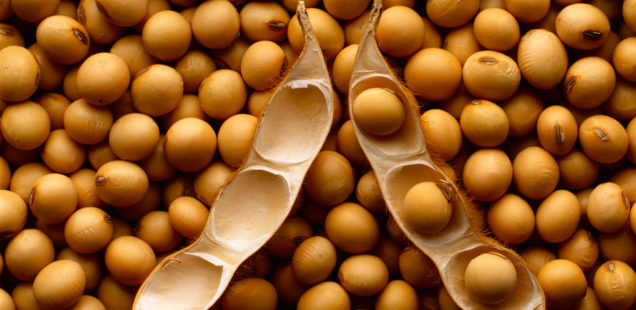 17 Oct 2000 --- A mature open soybean pod resting on a bed of mature harvested soybeans. --- Image by © Corbis
