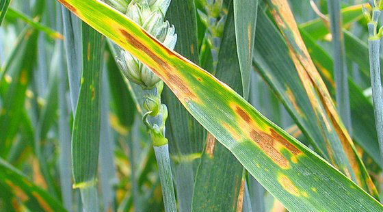 Septoriose du blé : clonage et caractérisation du premier gène de résistance à Zymoseptoria tritici