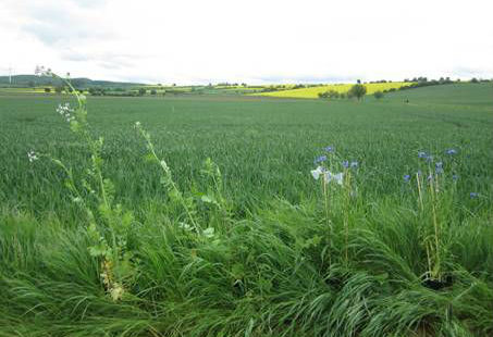 Diminuer la taille des parcelles pour favoriser les pollinisateurs ?