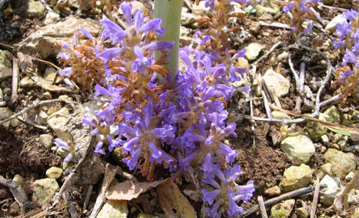 Comment l’orobanche du colza menace les abeilles !