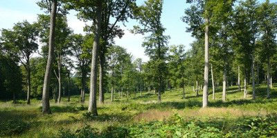 Le génome du chêne lève un voile sur la longévité des arbres