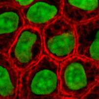 De nouvelles perspectives pour l’encapsulation de matériel biologique !