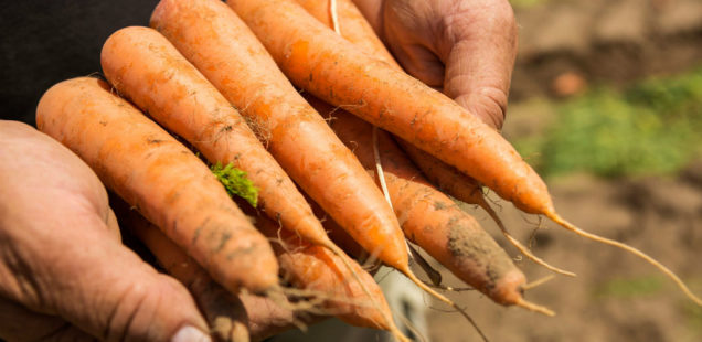 BASF finalise le rachat de l’activité des semences potagères de Bayer