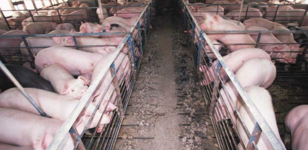 Quel risque la peste porcine fait elle peser sur les élevages français ?