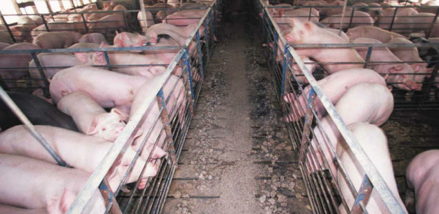 Quel risque la peste porcine fait elle peser sur les élevages français ?