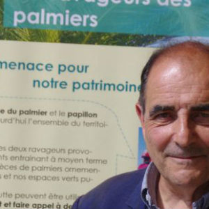 Palmiers : « La disparition de l’insecticide  imidaclopride est extrêmement brutale »