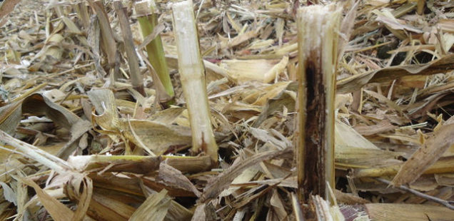 Arvalis alerte sur une extension des dégâts causés par la pyrale du maïs