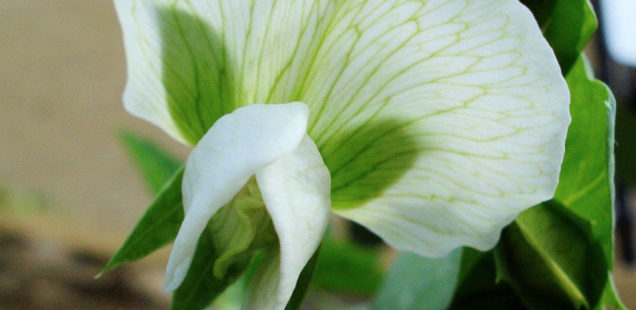 L’inactivation du gène RECQ4 permet d’augmenter la recombinaison génétique chez les plantes cultivées