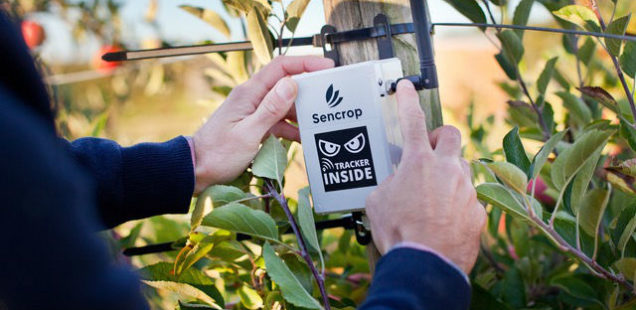 Un capteur à forte sensibilité pour détecter eau et glace sur les feuilles de vignes