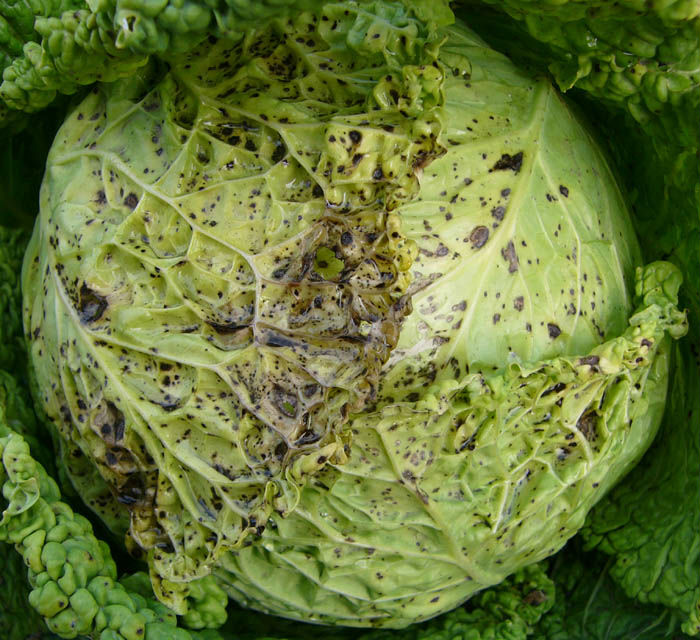 Turnip_yellow_mosaic_virus_2 - AGRICULTURE ET NOUVELLES TECHNOLOGIES