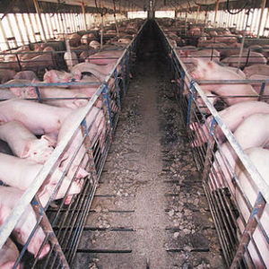 Peste porcine : La Chine veut miser sur la reconnaissance faciale en élevage