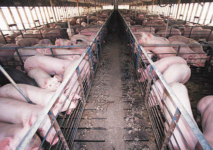 Peste porcine : La Chine veut miser sur la reconnaissance faciale en élevage
