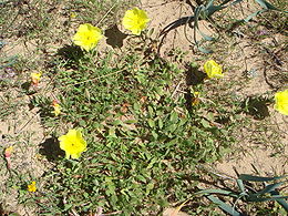 Les plantes optimisent naturellement leurs parades pollinisatrices