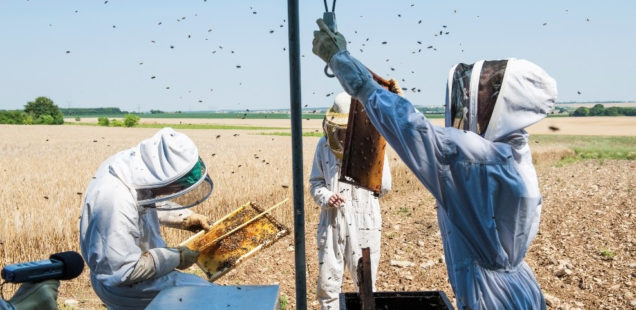 L’agriculture biologique améliore les performances des colonies d’abeilles mellifères