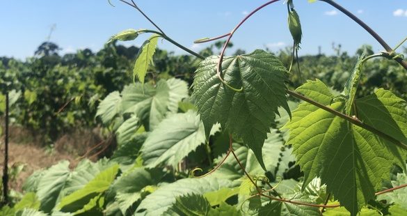 Vigne : le génome d’un porte-greffe enfin séquencé