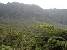 La biomasse aérienne de la végétation de la zone tropicale n’a plus d’impact positif sur le stockage du carbone