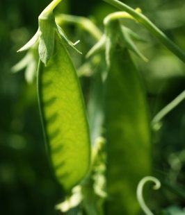 Le génome du petit pois assemblé pour la première fois