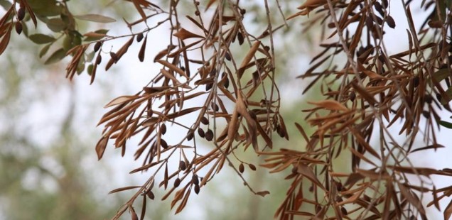 Des oliviers touchés par la bactérie Xylella fastidiosa en France