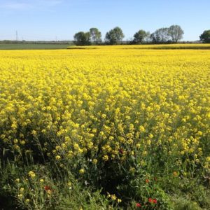 Covid-19 : Lancement d’un site pour faciliter la recherche de main d’oeuvre en agriculture