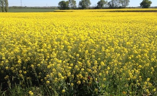 Faut-il opposer agro-écologie et nouvelles technologies ?