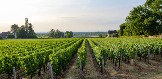 Bayer lance une nouvelle solution de biocontrôle pour la vigne