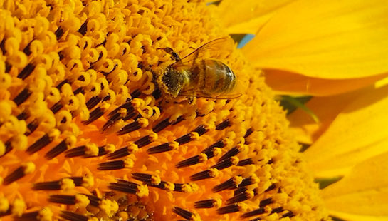 L’étude portant sur l’attractivité des variétés de tournesol vis-à-vis des abeilles livre son verdict !