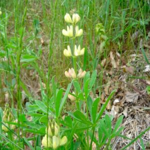 Lupin blanc : le génome de cette légumineuse d’avenir enfin séquencé !