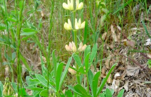 Lupin blanc : le génome de cette légumineuse d’avenir enfin séquencé !