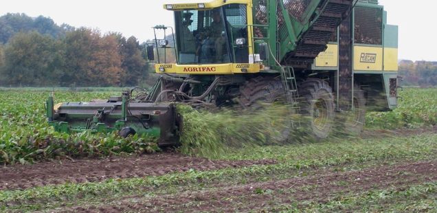 Tereos dévoile des rendements betteraviers « au rendez-vous »