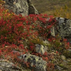 Les racines augmentent les émissions de carbone… du permafrost !